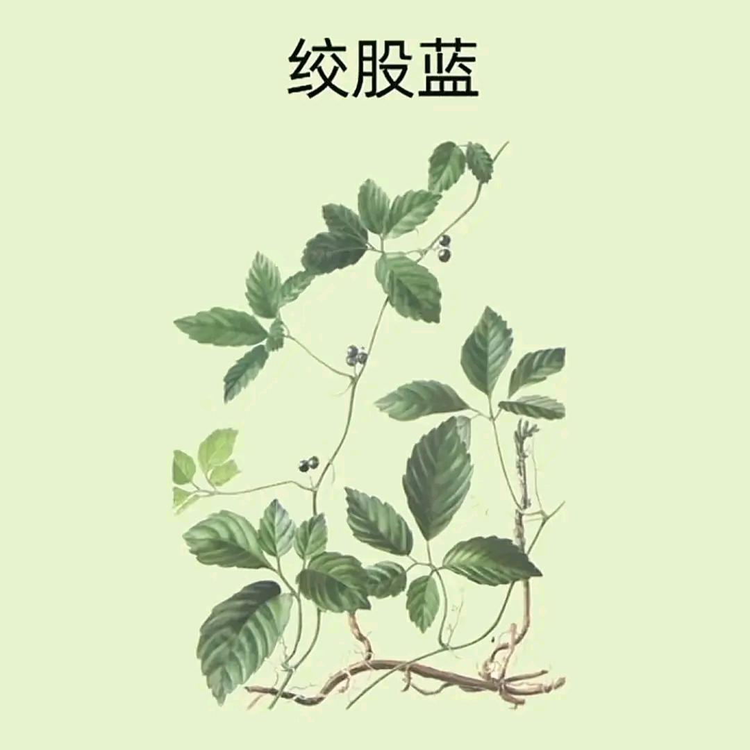 绞股蓝