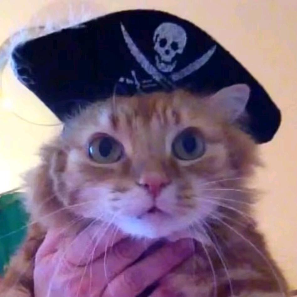 龙猫