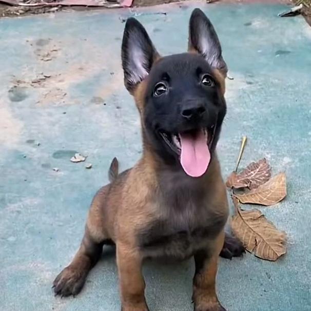 马犬丶爱好者 🇨🇳