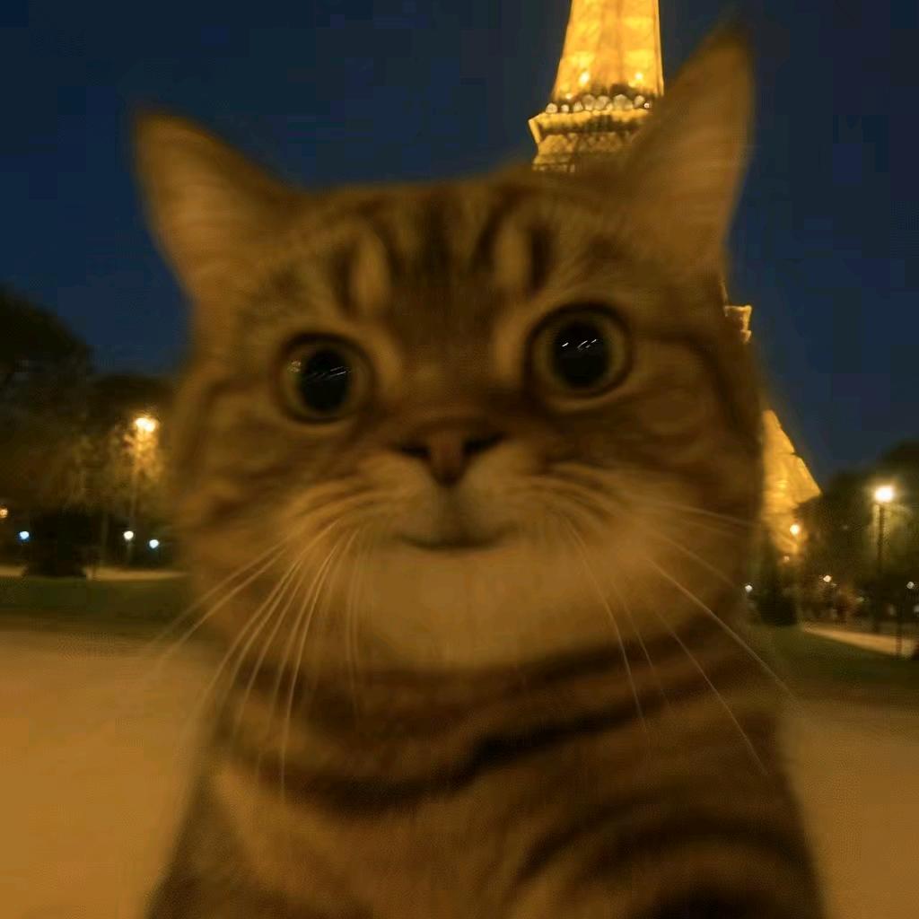 猫猫咪呀