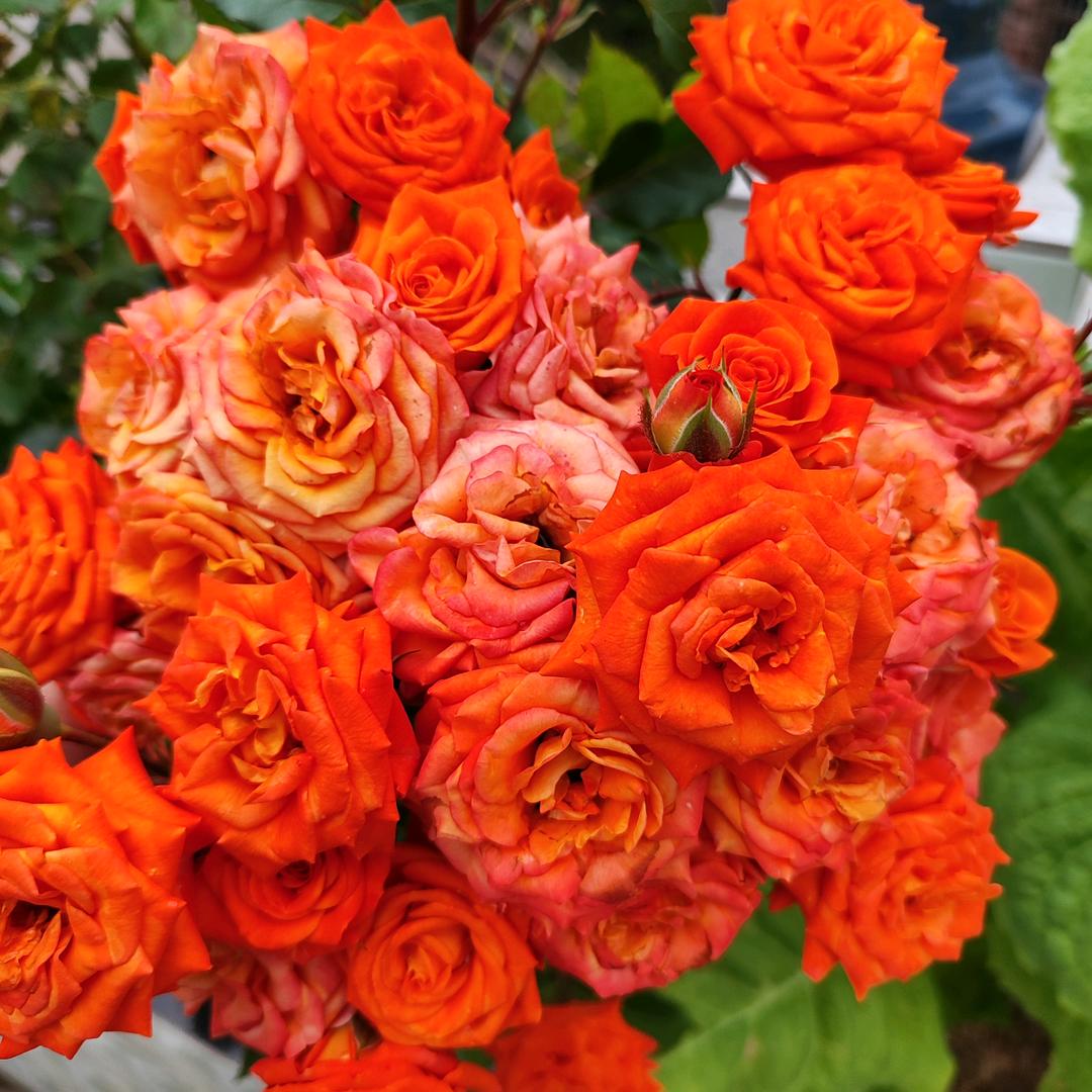 🌹顺 💖气 🌺自 ❤️然 🌹