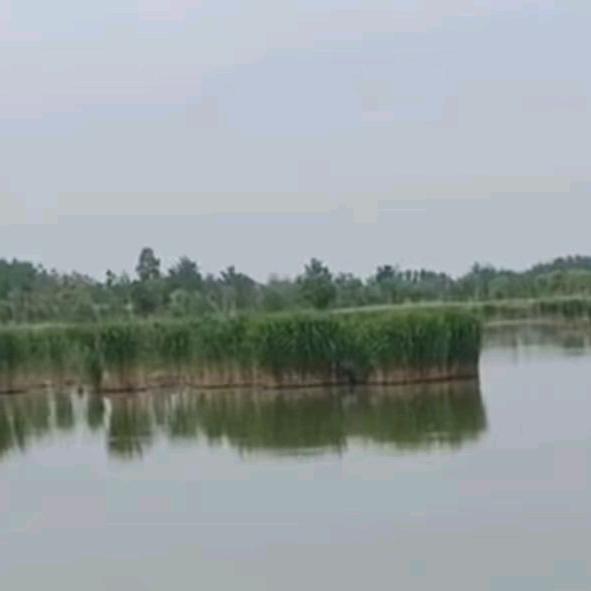 风轻  云淡