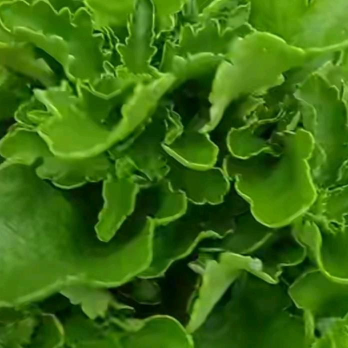 🍊健康平安🍊