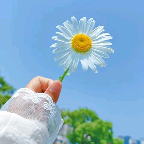 诠释淡然