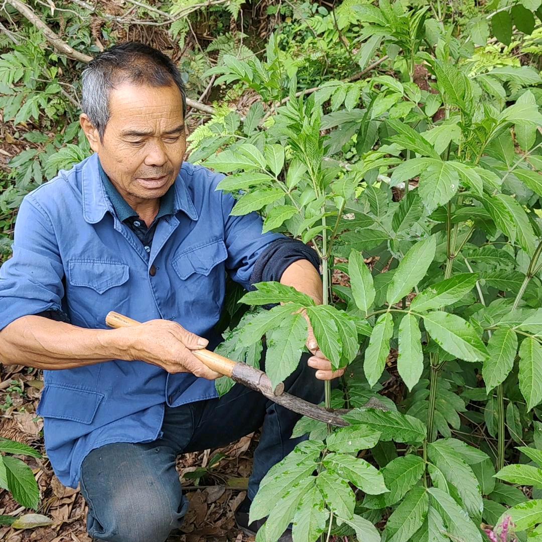 仁叔说百草
