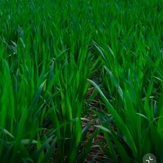 小王农业