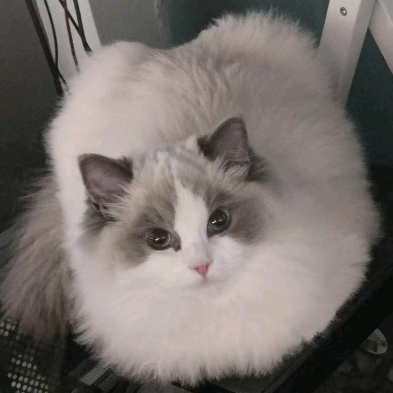 萌宠圆圆~布偶猫日常