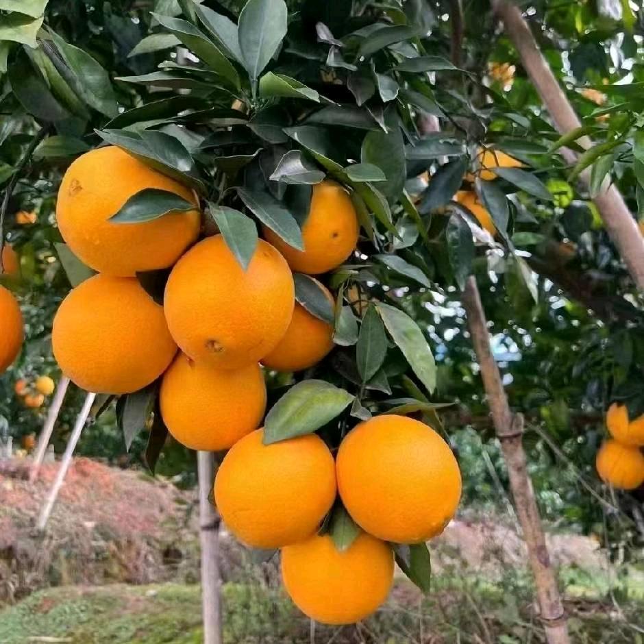 村里有个姑娘叫小芳1