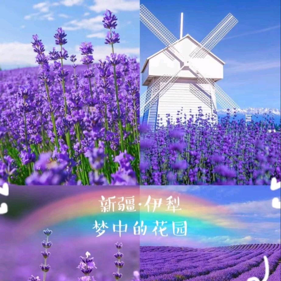 🌸薰衣草~~~