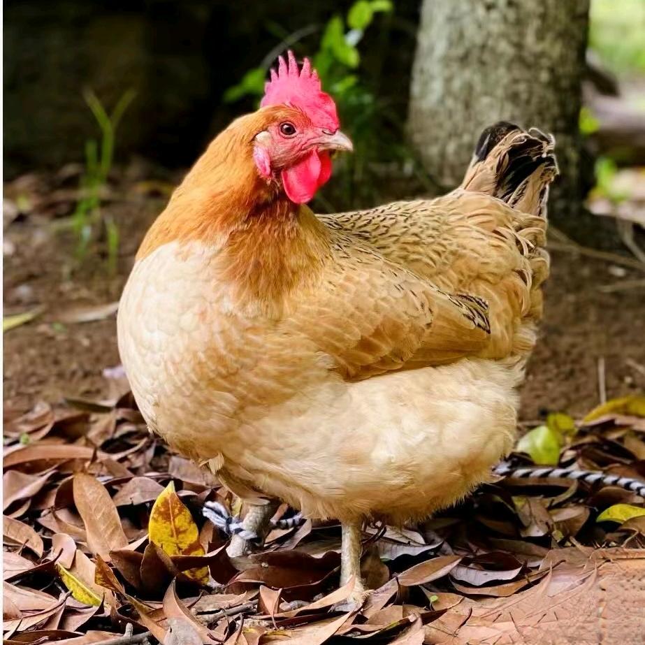 农家散养土鸡走地鸡