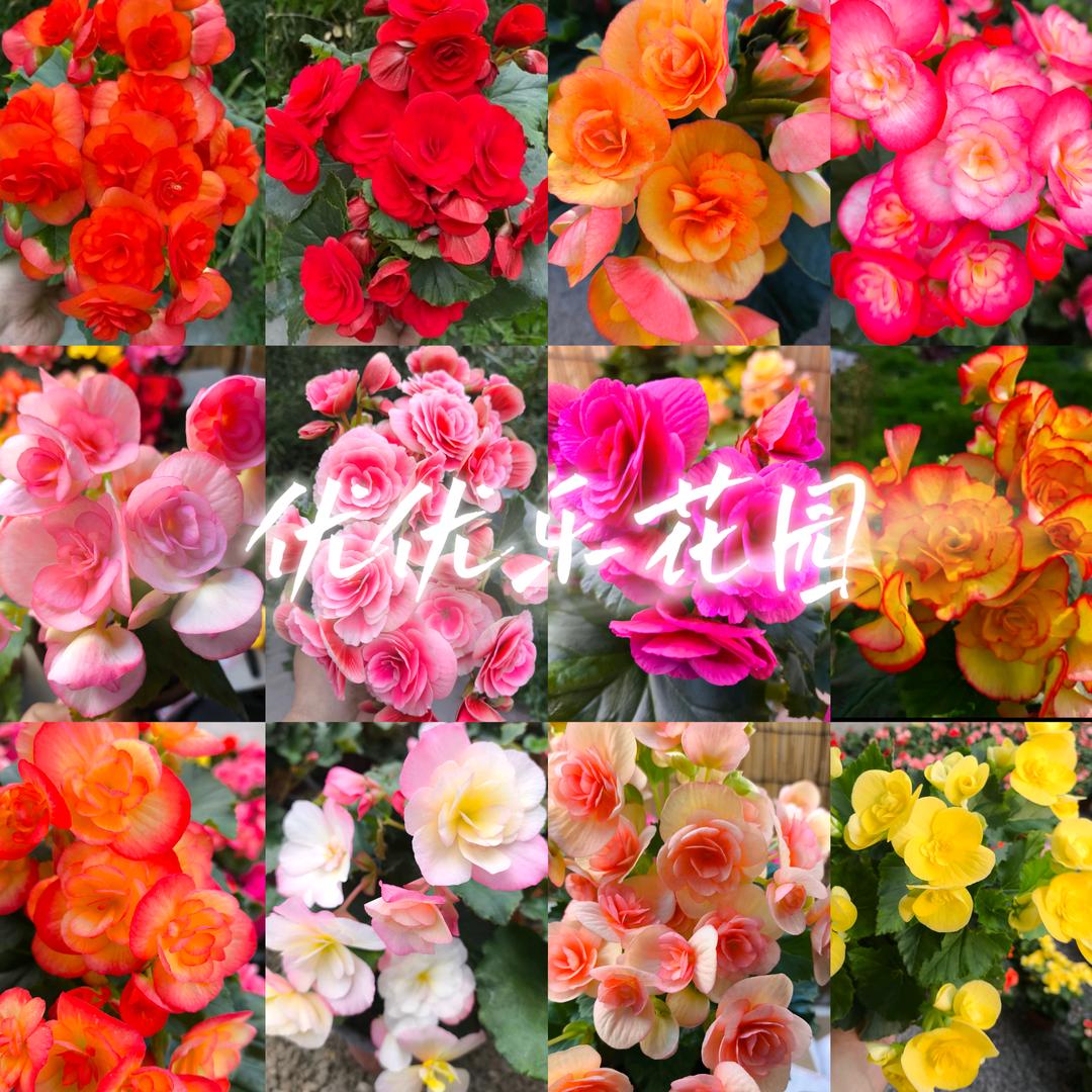 优优乐花园🌸