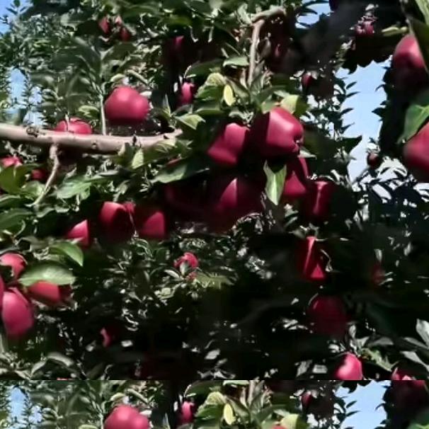 苹果红