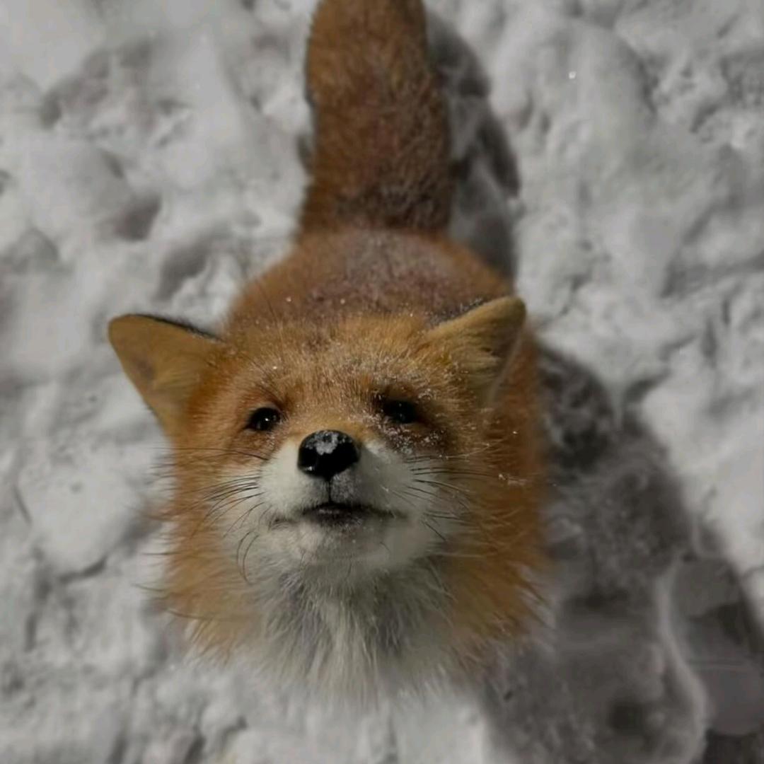 ( ˉ͈̀꒳ˉ͈́ )✧