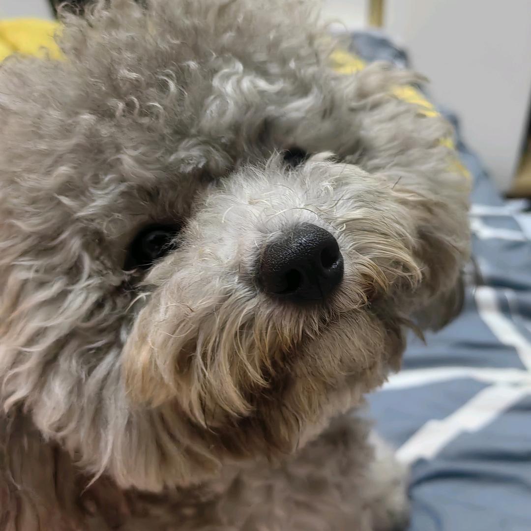 惠惠子