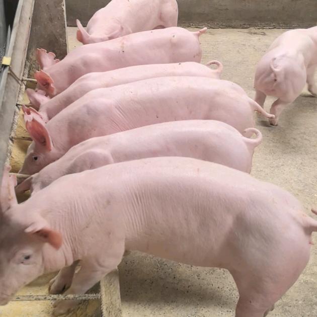 小兰育种