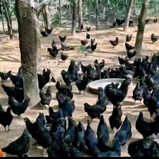 奈乃乃✨️甄选农场