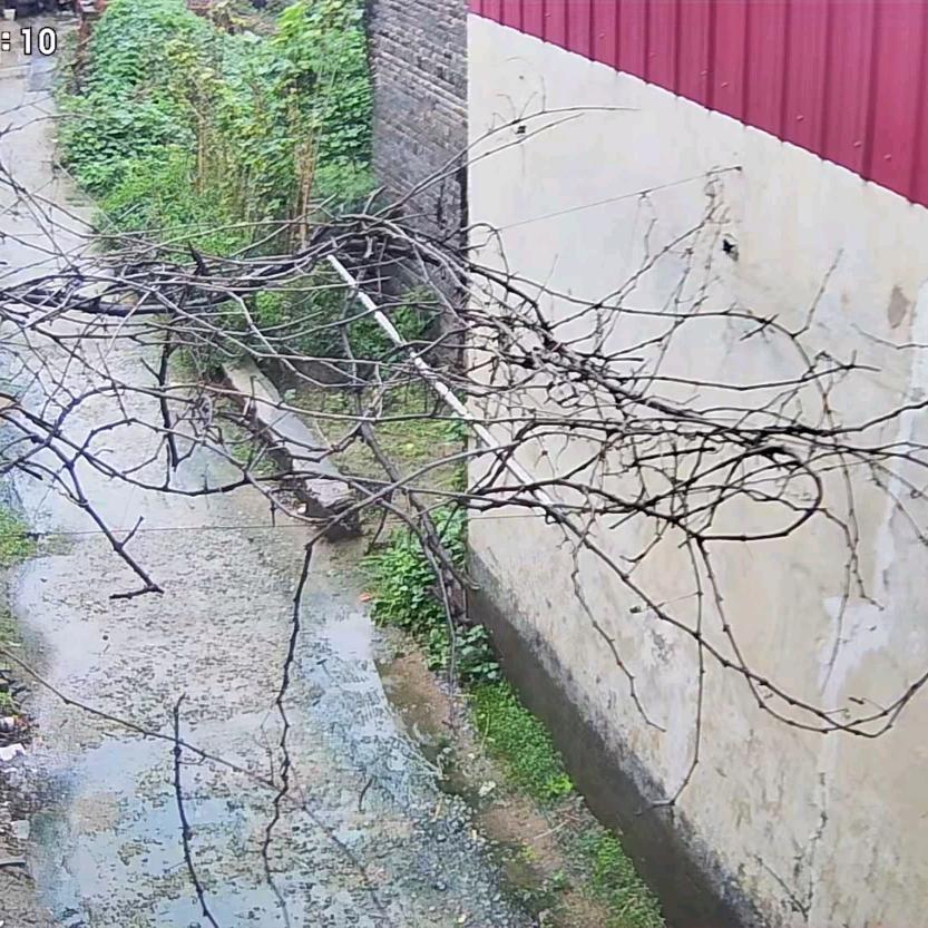 张欣蕊