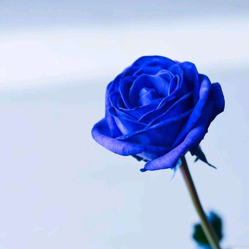 盛开的蓝色花朵