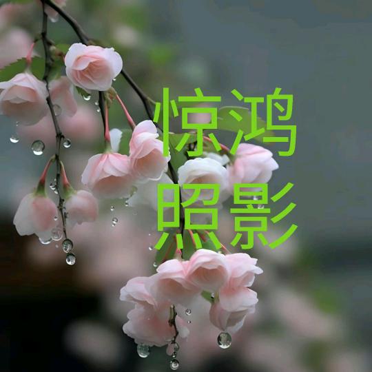 惊鸿照影