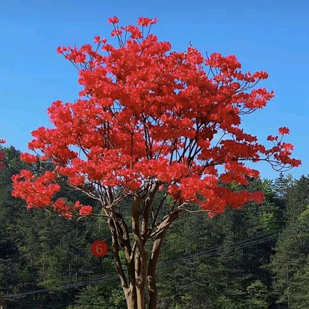 映达苗木