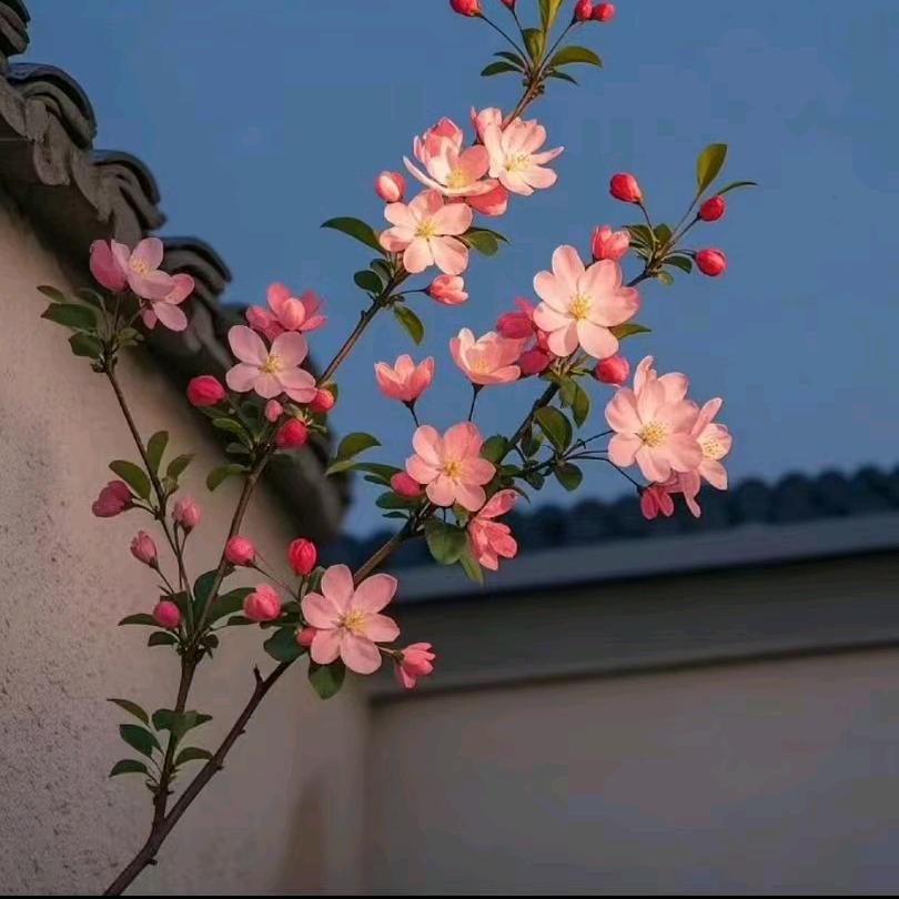 @半盏清欢《橘子》