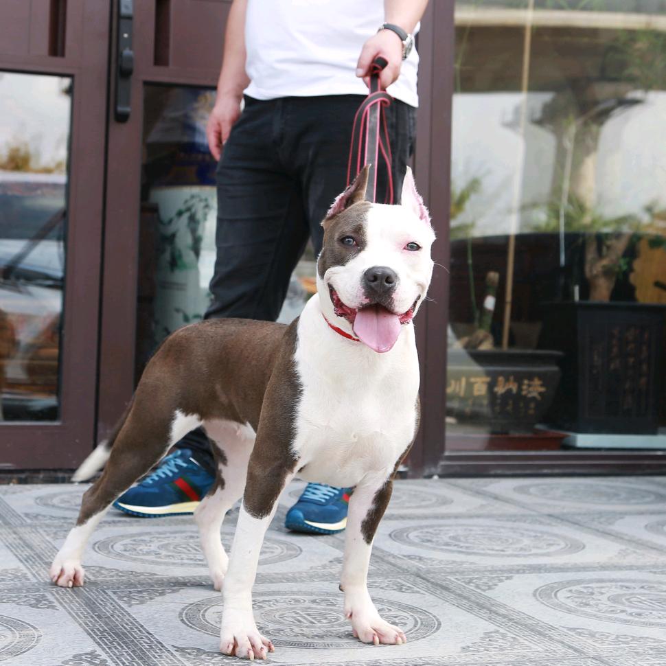 斯塔福犬舍（鑫亿名犬汇）