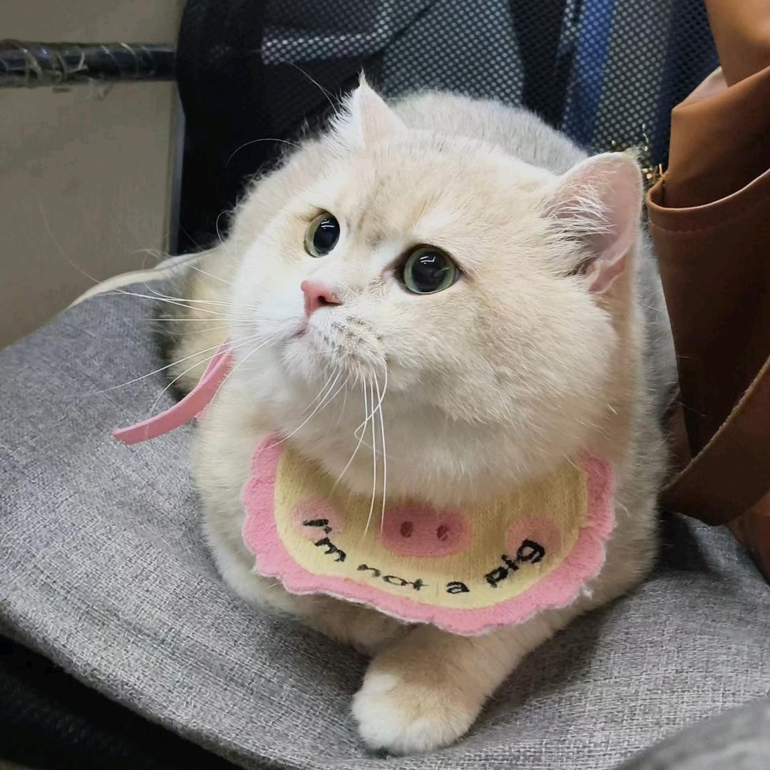 小喜子