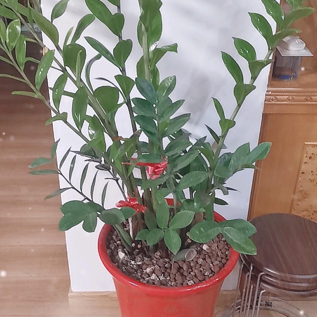 光辉腾达