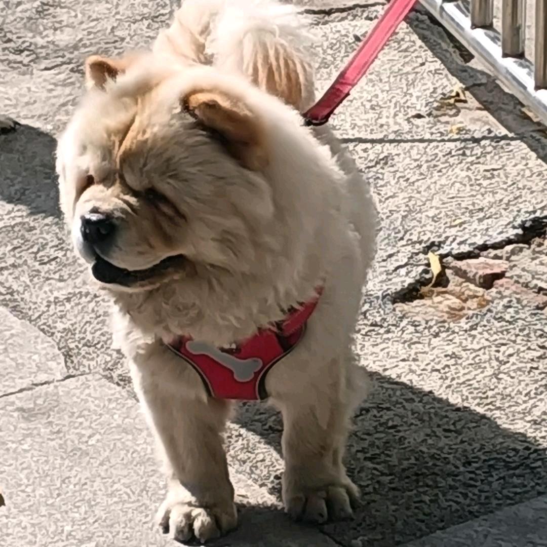 陌上人如玉