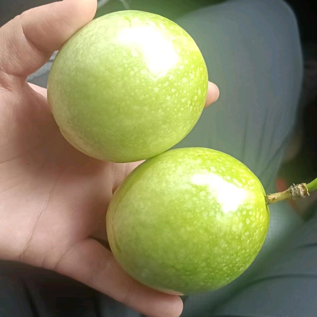 波波果业供应链