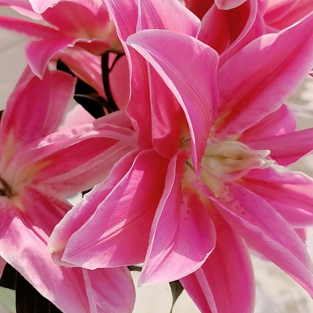 幸运幸运🌸🌸