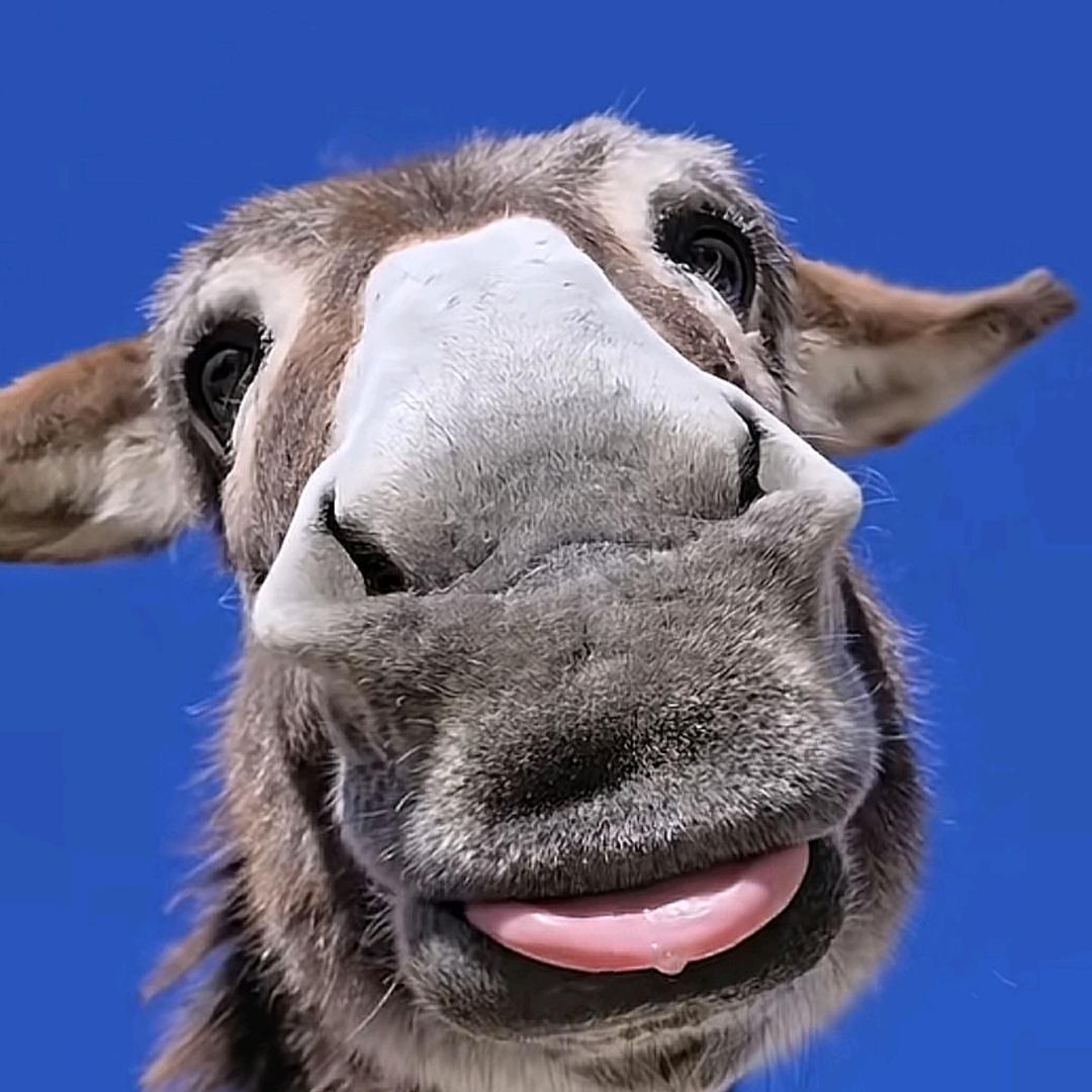 世界第二你第一