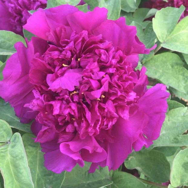 菏泽小菊牡丹芍药