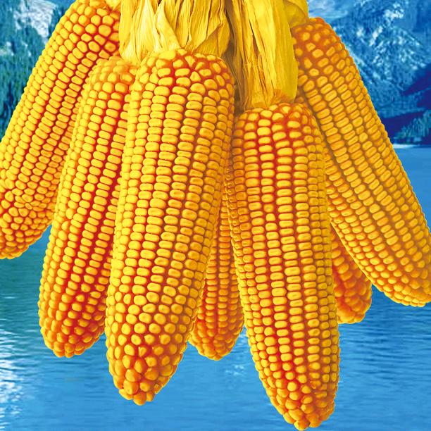 玉米🌽玲姐🌽