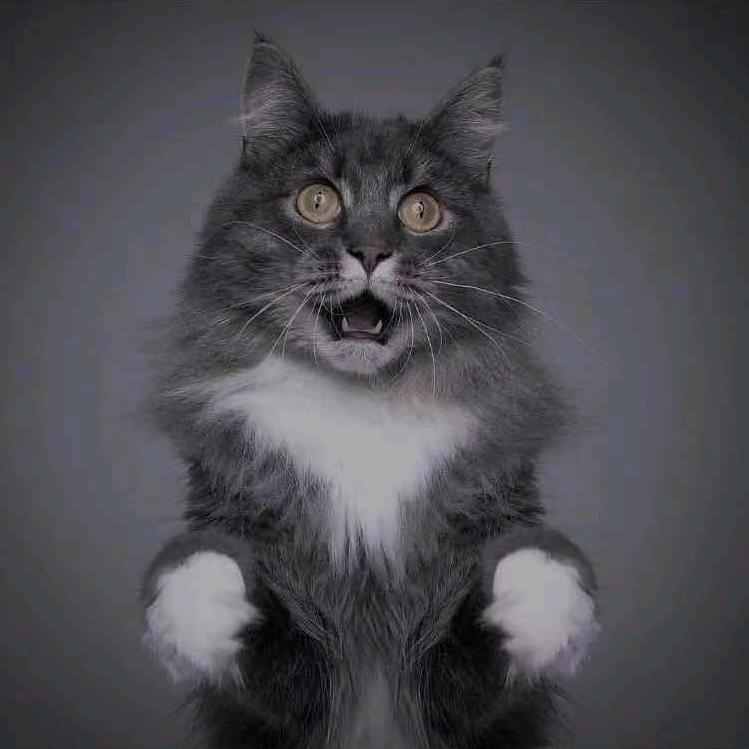 家有一只侯小猪