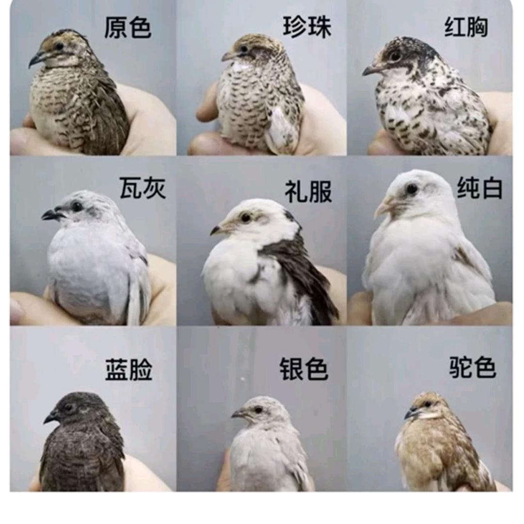 好好家芦丁鸡饲养基地(中国徐州市)