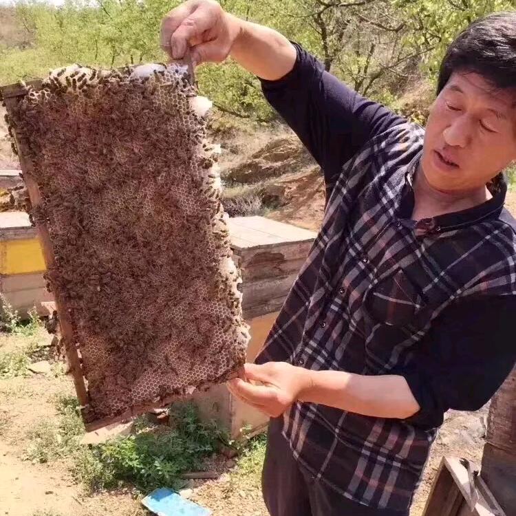 小蜜蜂