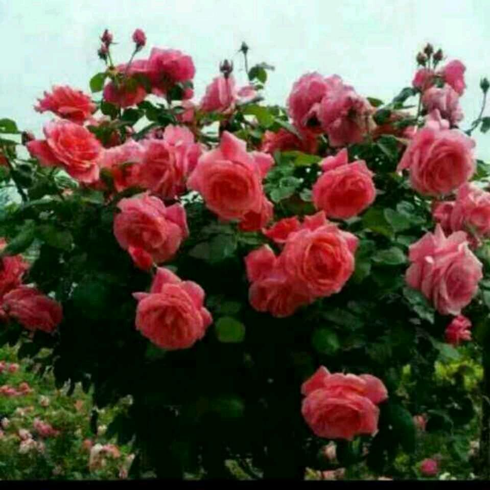 微笑度过每一天