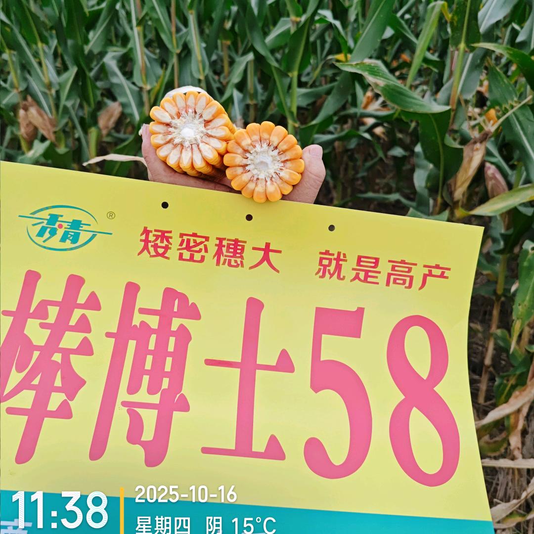 莉莉种业
