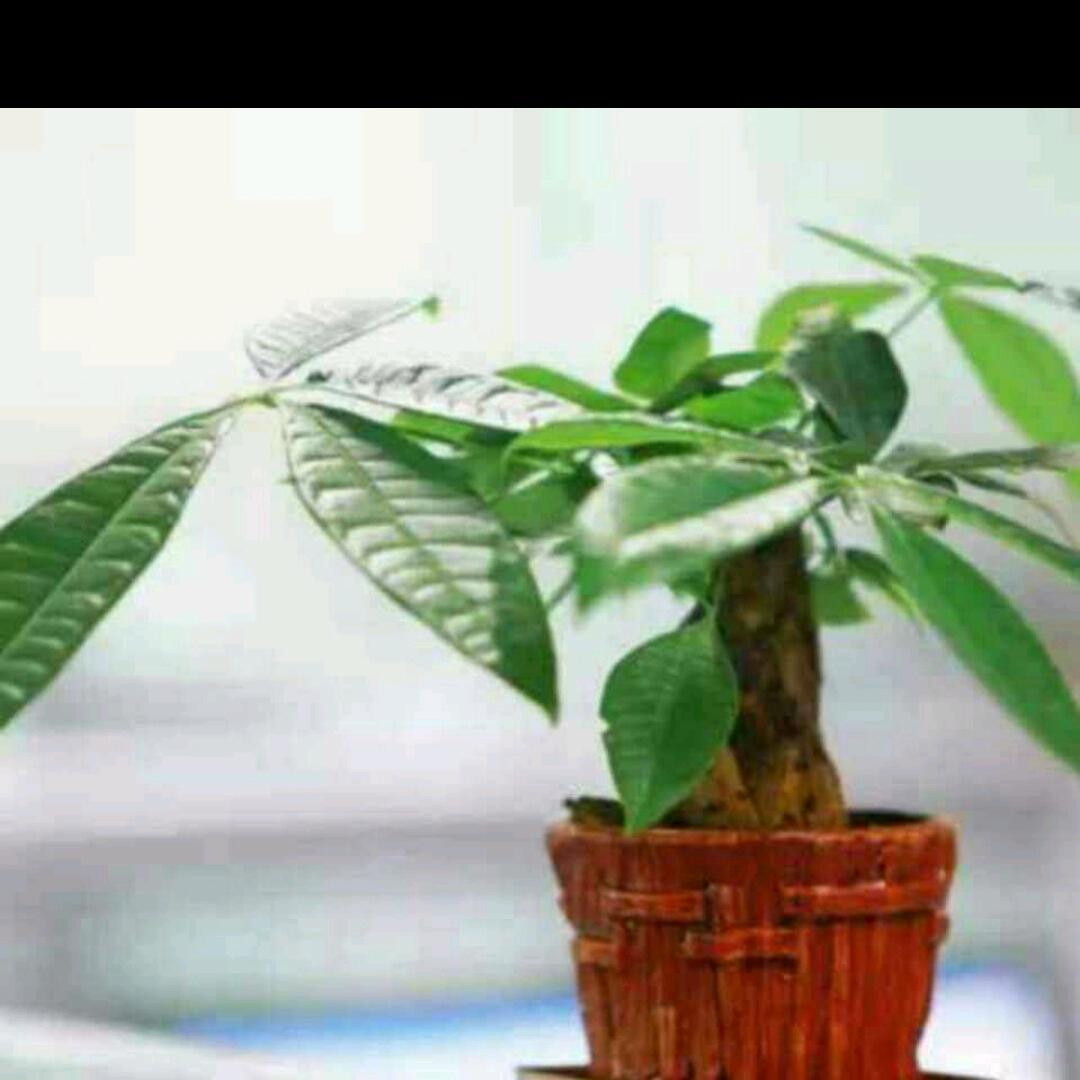 菊菊