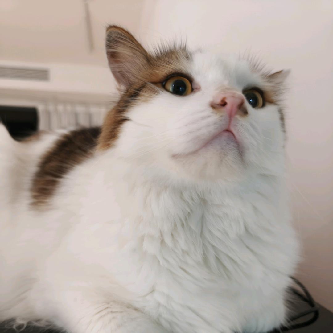 想变成猫