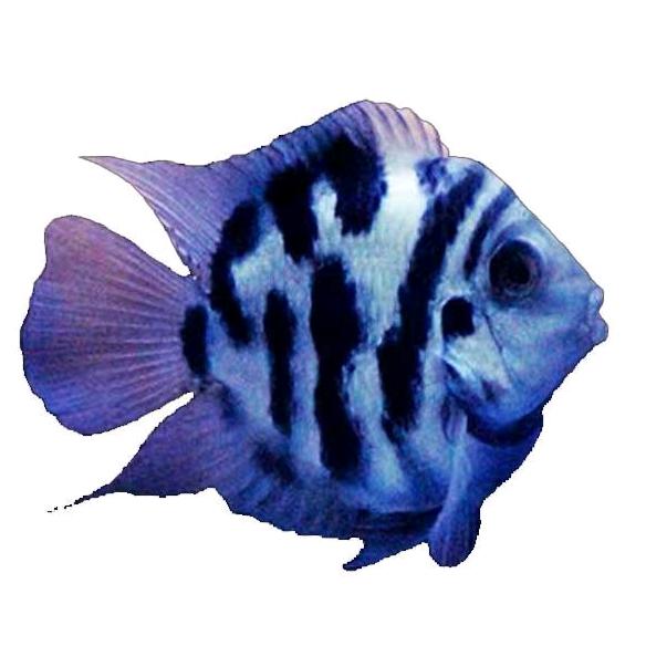 相亲相爱一家人@鹦鹉鱼🐠🐠