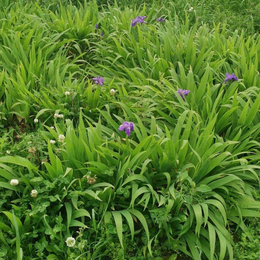 风清ゞの云淡ゞ