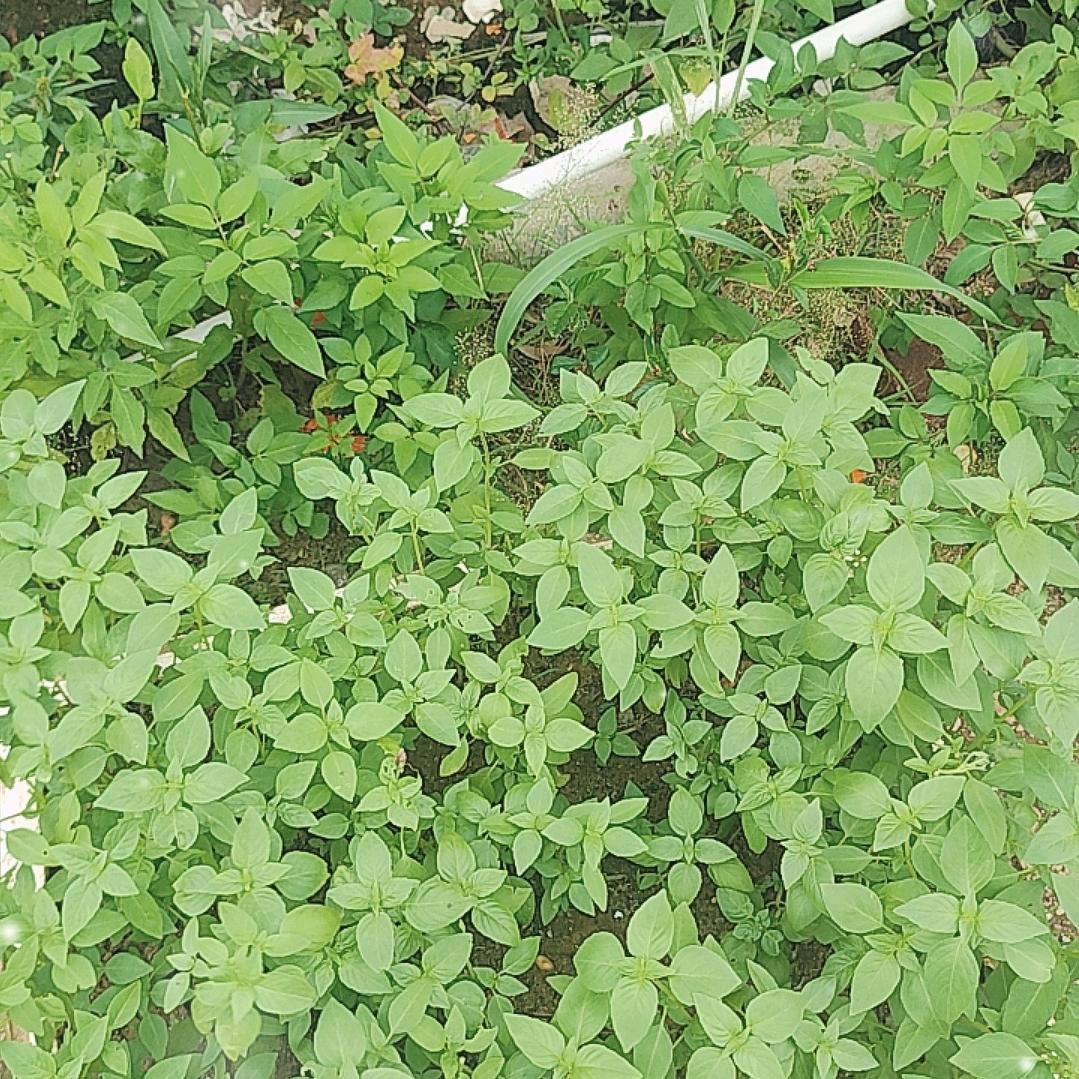 没有十全十美的人