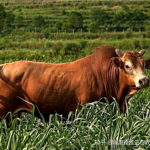 松哥长期高价现金收牛