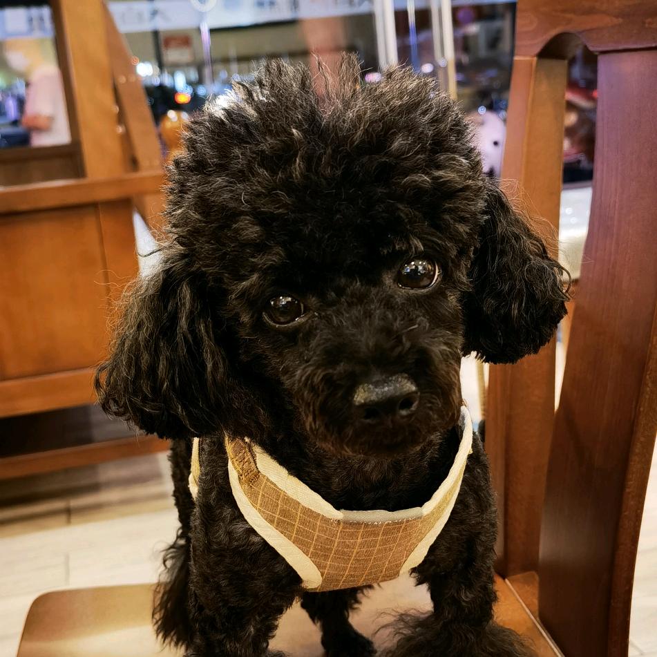 多多是只小贵宾🐩