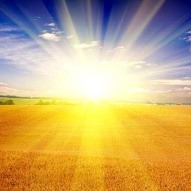 花蕾🌸🌻🌻🌻