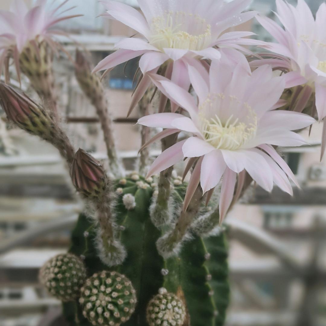 陈陈