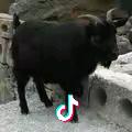 香飘飘