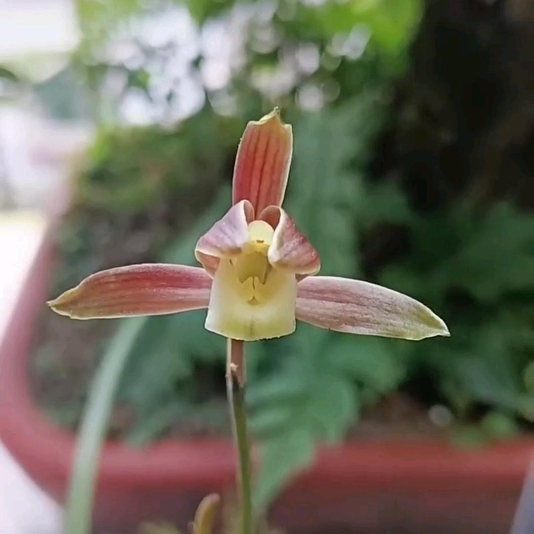 秋芝送春兰花